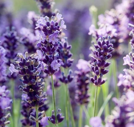 Hoa-lavender-mon-qua-thanh-lich